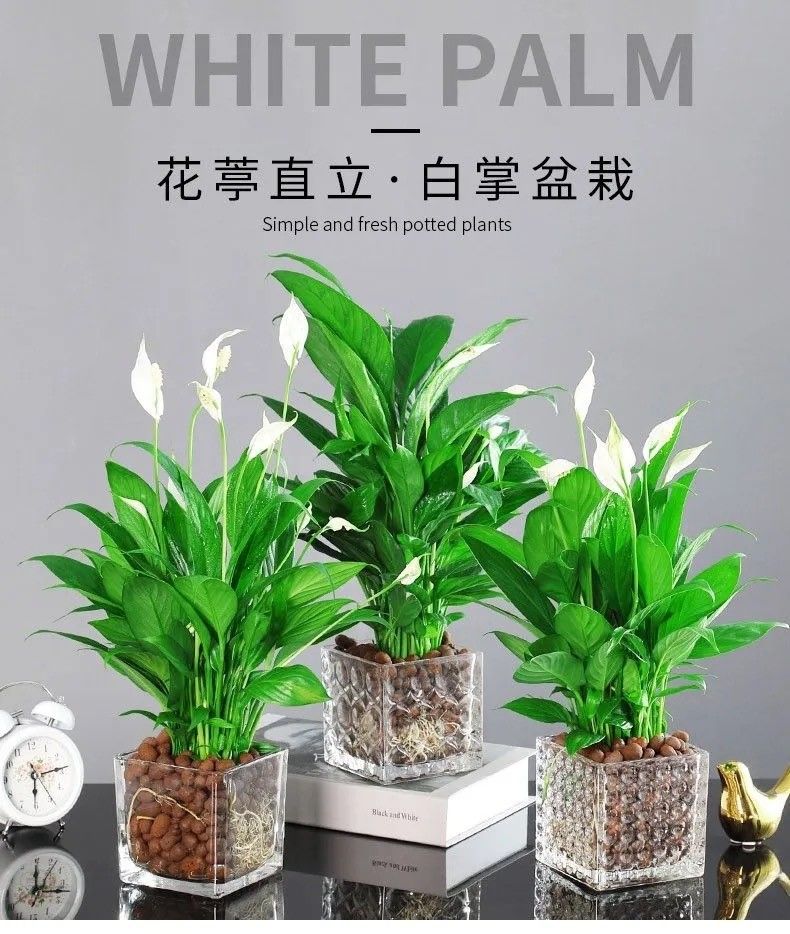 【小盆栽】辦公室桌面推薦盆栽【白掌】